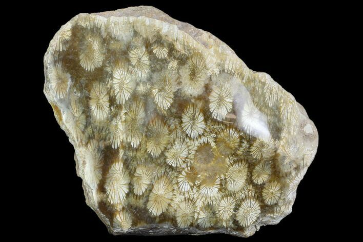 Polished, Fossil Coral Head - Indonesia #109145